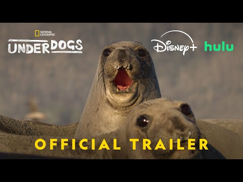 Underdogs | Official Trailer | National Geographic